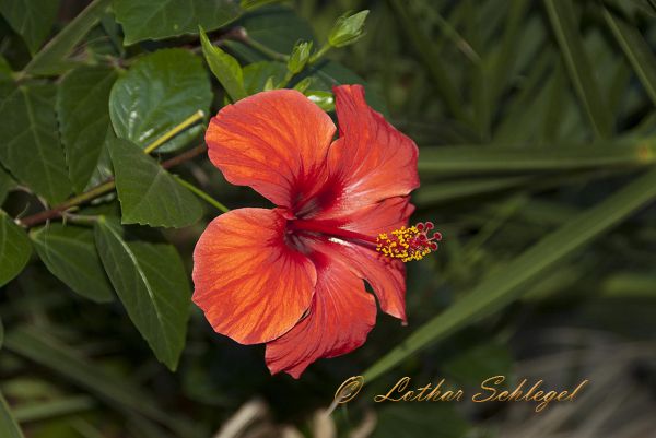 imgp2457 imgp2457