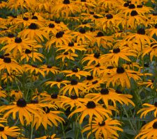 Sommer 2025