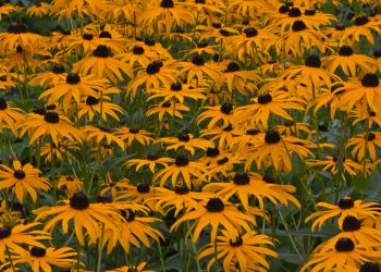 Sommer 2025